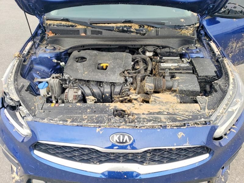 2019 KIA FORTE FE FE 11