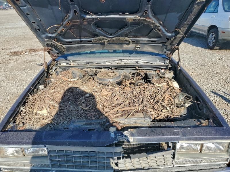 1982 CHEVROLET EL CAMINO 12